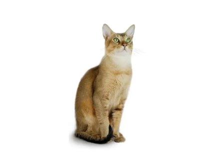 Chausie