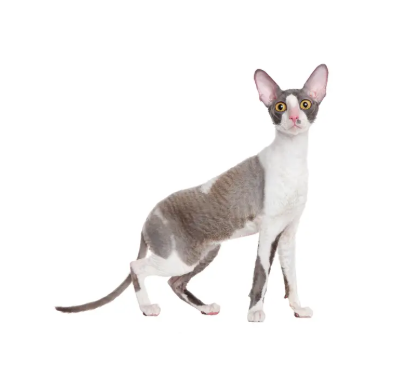 Cornish Rex