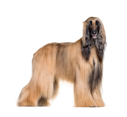 Afghan Hound
