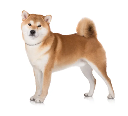 Akita (Japanese and American)