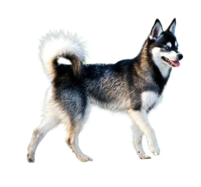 Alaskan Klee Kai
