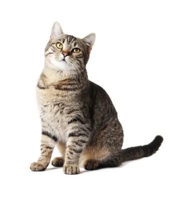 American Shorthairs