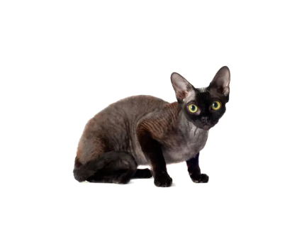 Devon Rex