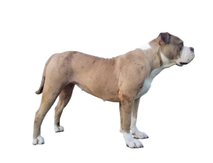 Alapaha Blue Blood Bulldog